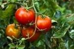 Tomatoes (Medium)